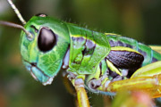 Chameleon Grasshopper (Kosciuscola tristis)